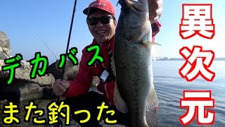 こんなに釣れていいの？琵琶湖おかっぱりの天才！真野浜攻略