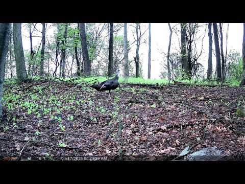 The MOST Gobbles Ever on Camera: Trail Cam HIGHLIGHTS 5.21.26