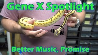 Celebrity Gene X Spotlight and Scaleless Head Update Wealth