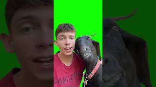 Man Sings to a Goat meme - Green Screen
