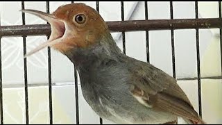 Prenjak Betina gacor ISTIMEWA bikin prenjak ANDA semakin GANAS dan GACOR..