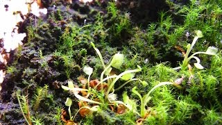 My Venus Flytrap Seedlings Update - Dionaea muscipula