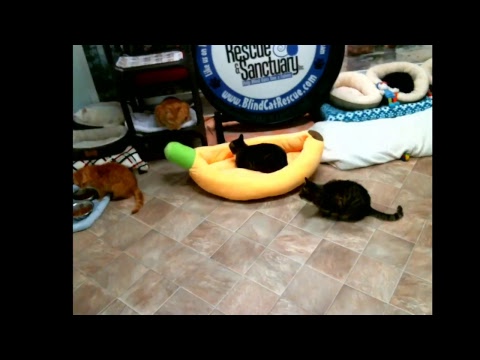 special needs animal rescue Blind Cat Rescue & Sanctuary, Inc Live Stream