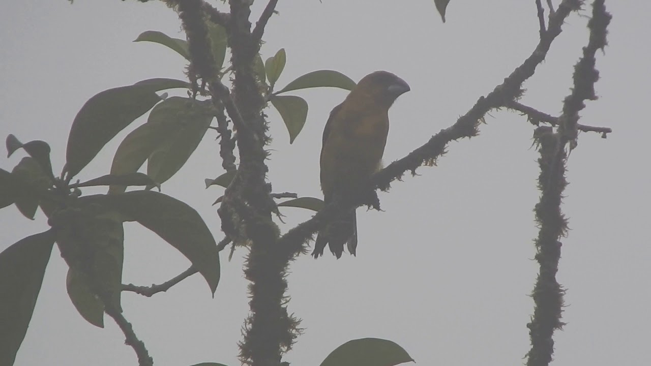 call black thighed Grosbeak ..Palo seco reserve western highlands
