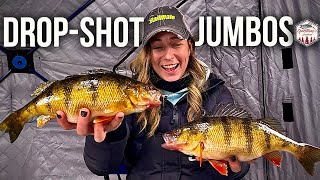 Ice Fishing for JUMBO PERCH!! (Drop-Shot Rig)