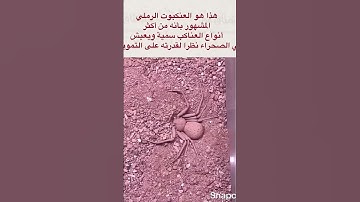 هذا خلق الله_سورة لقمان~الآية11~القارئ #اسلام_صبحي ~🎧🤍