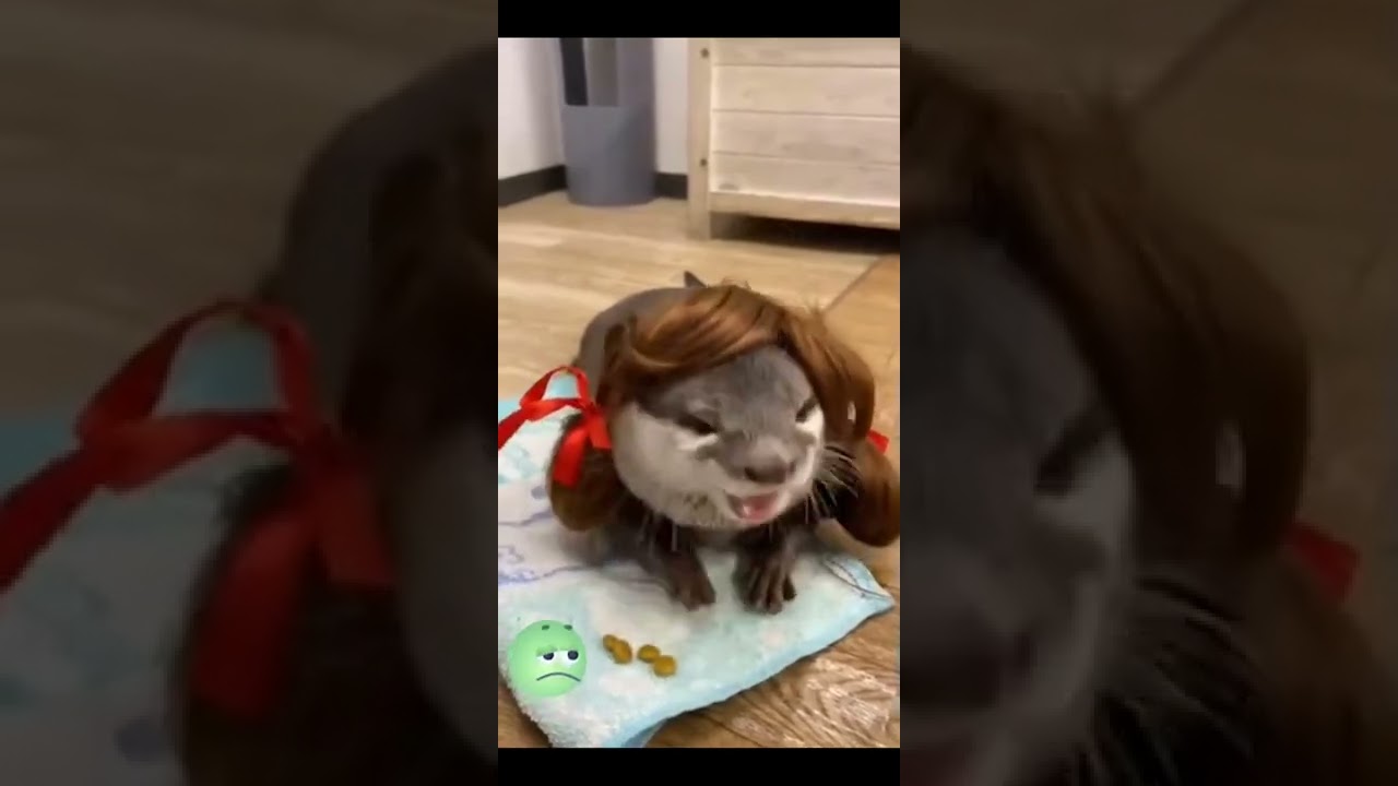 naughty lady - baby otter 