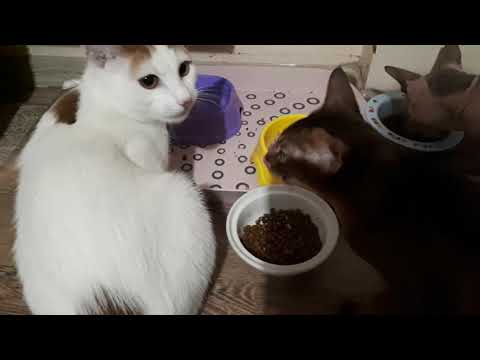 Сухий корм для кішок Club 4 Paws Преміум. Для кошенят зі смаком курки 300 г (4820083909115) фото від покупців 2