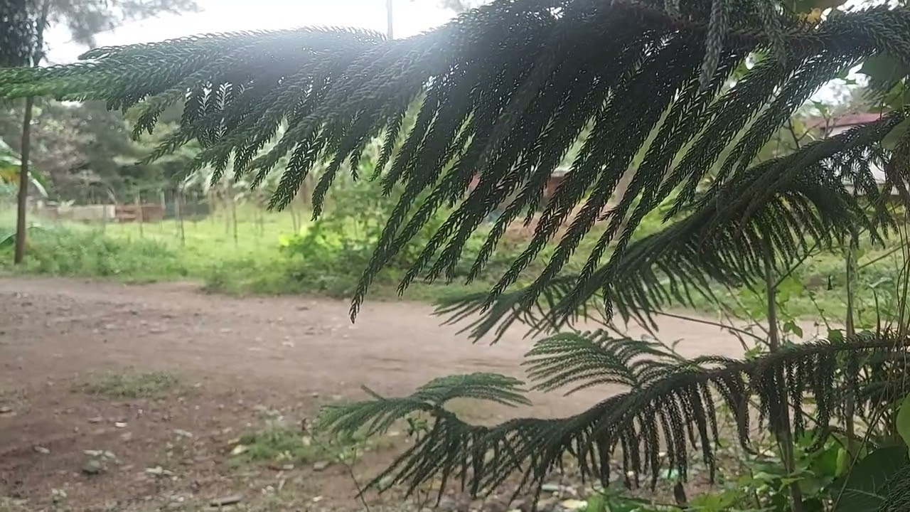 1MV - one greenie afternoon