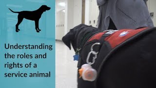 A Guide to Understanding Service Animals