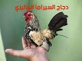 دجاج السيراما والسبرايت اصغر دجاج في العالم لن تصدق صغر هذا الطائر