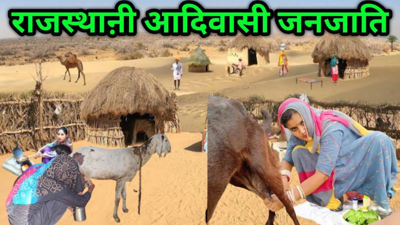 आदिवासी राजस्थानी महिलाओं का जीवन || goat milking by woman hand