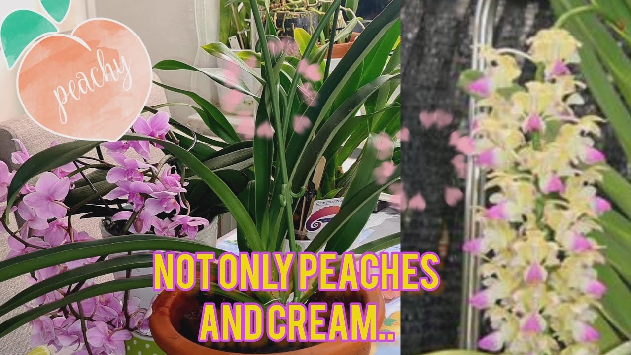 ORCHIDROMANCE LOGIN HELP CUSTOMER SERVICE Q A visual data 4