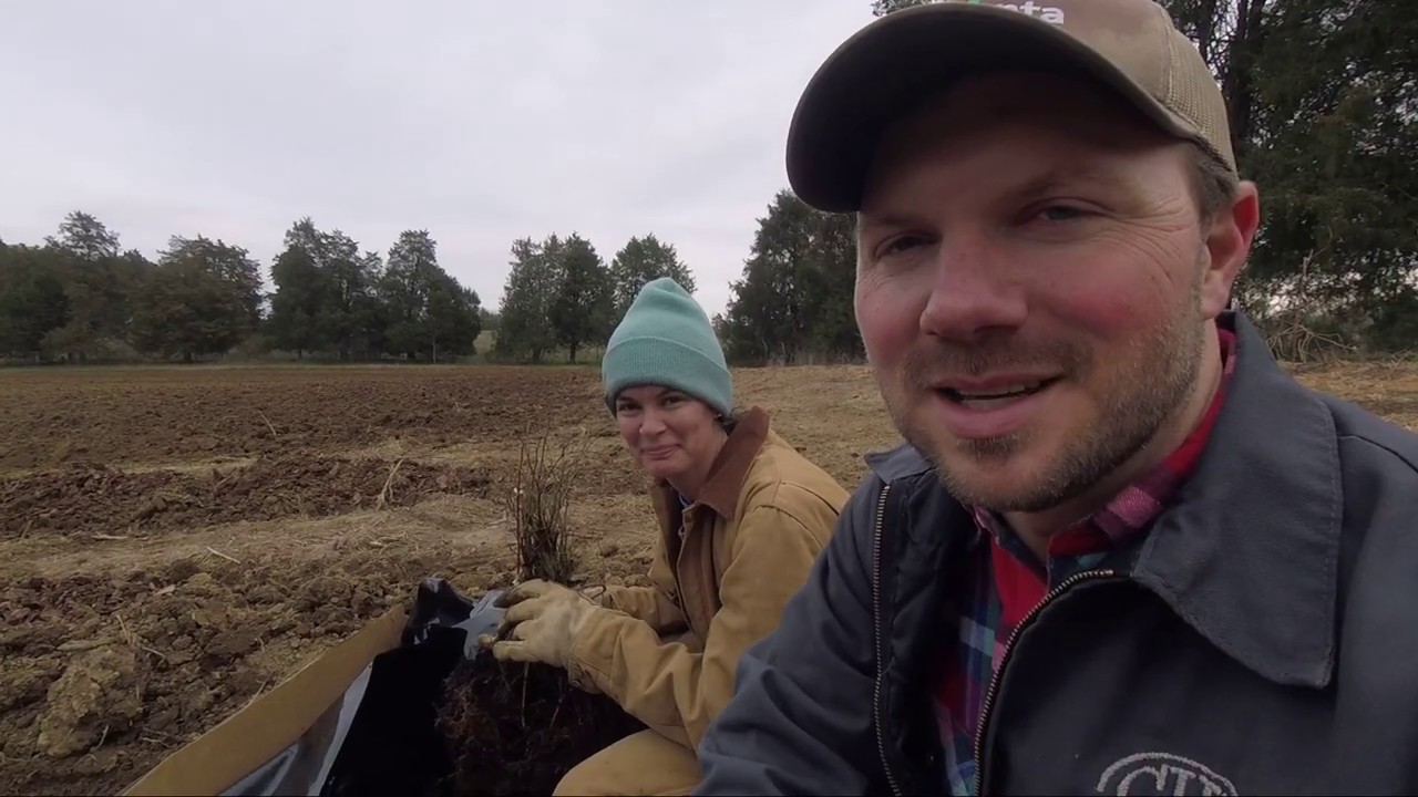 Planting our First Commercial Blueberry Bushes YouTube
