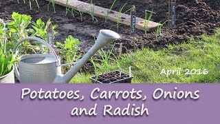Katie's Allotment - April 2016 - Potatoes, Carrots, Onions and Radish