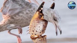 Kepiting Memangsa Burung Tanpa Ampun : Crabs Hunt Their Prey Without Mercy