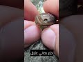 جزع يماني عتيق جزع يماني عتيق
