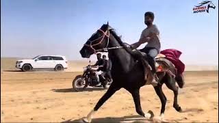 @ Suresh bhai jaloda Rider🐎🐎🐎🐎