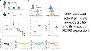 How RBPJ regulate FOXP3 in activated T-cells in in-vivo conidtion #Code: 963