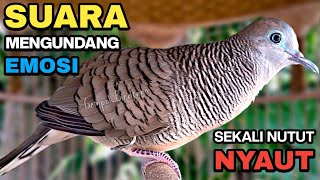 Perkutut Lokal Gacor Suara Kristal Pancingan Burung Perkutut Agar Cepat Bunyi.