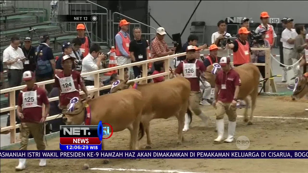 Olimpiade Wagyu, Sapi Wagyu Termahal Dari Jepang - NET12 