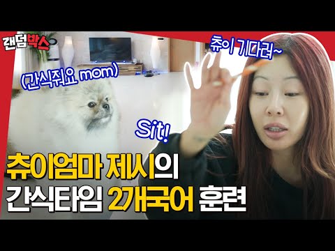 [#랜덤박스] 제시 (a.k.a 츄이맘) NEW 하우스 공개! 츄이 똑똑하고 귀엽고 다해ㅜㅜ🐶 | #온앤오프 #Diggle