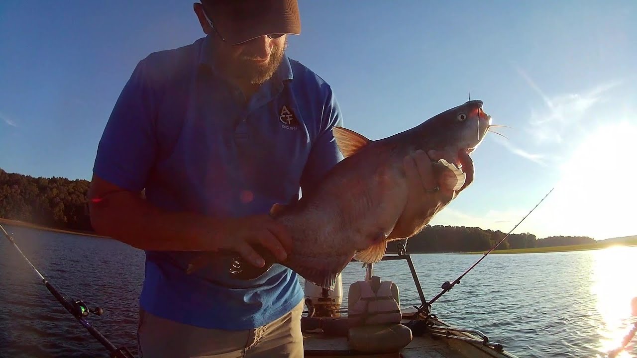 Поднятый сом