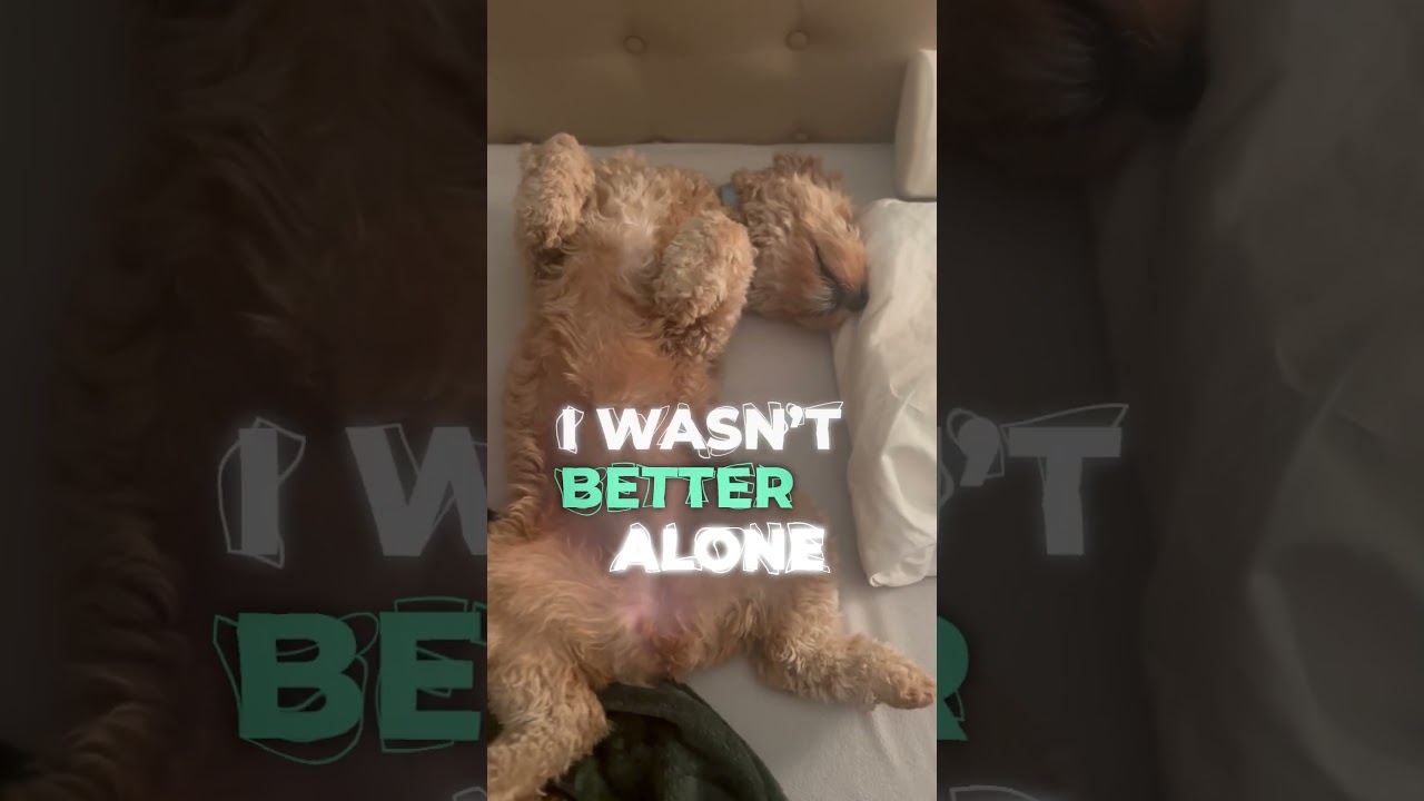 Who else can't stop listening to this song on repeat? 🐶🔊 #dogsofyoutubeshorts #puppyoftheday