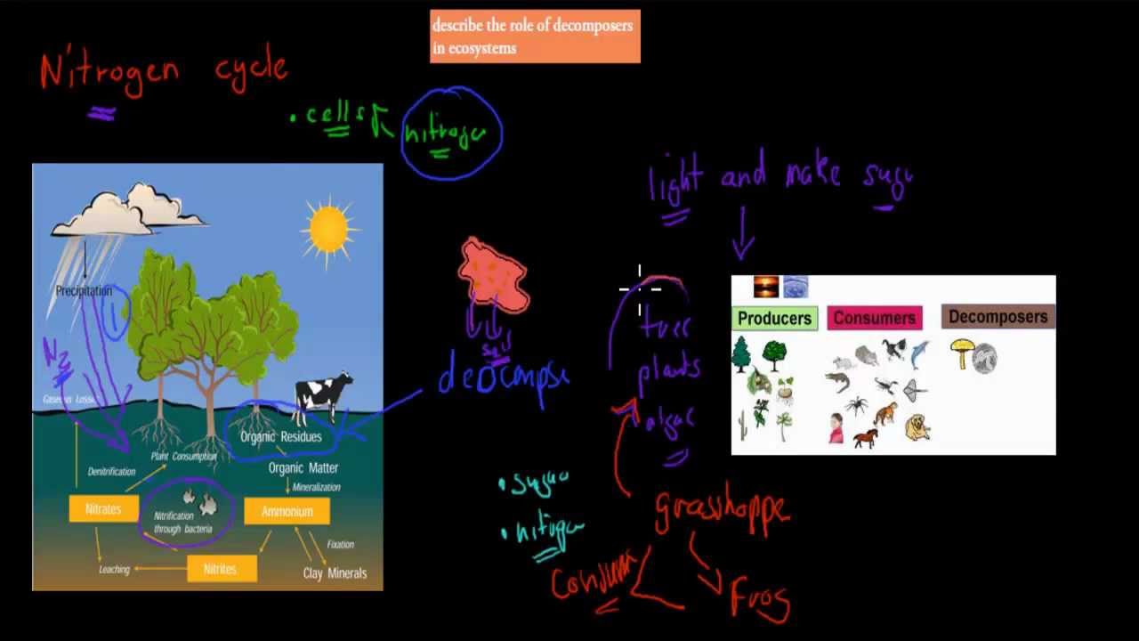 4. Role of (Preliminary biology) YouTube
