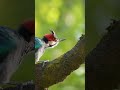 Woodpecker Emerges from Tree Hollow and Displays Stunning Plumage Wildlife Beauty in Nature