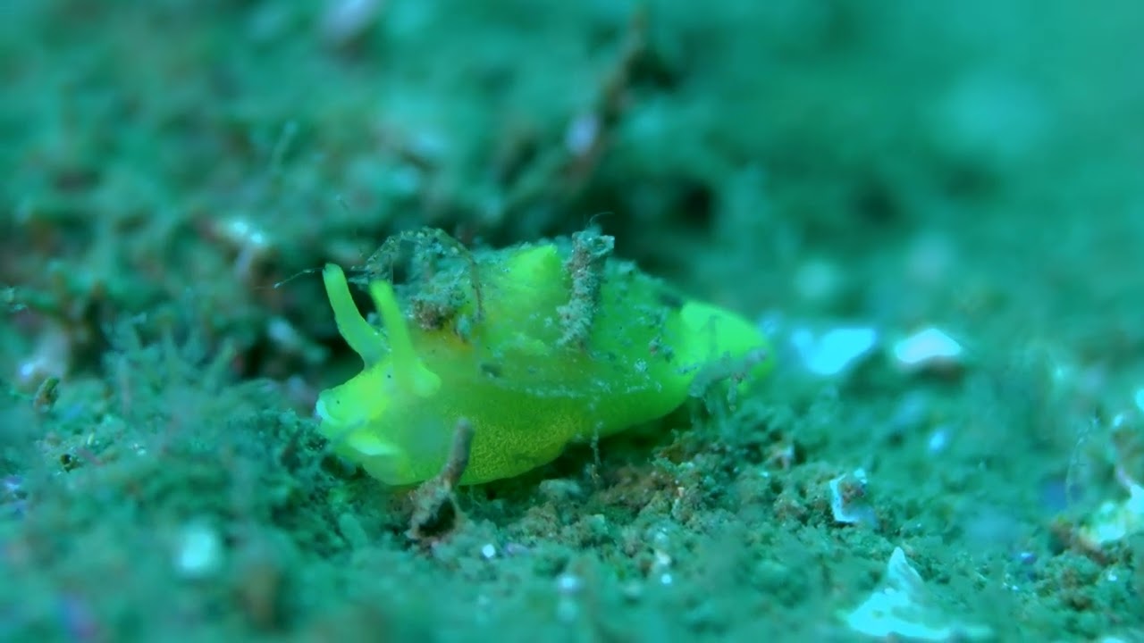Yellow Umbrella Slug (Tylodina fungina) with Skeleton Shrimp Hitchhikers