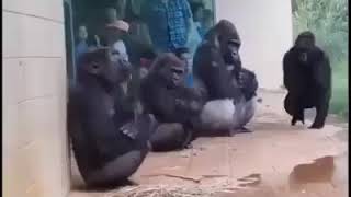 Video lucu monyet ngobrol bikin ngakak 🤣🤣🤣 ❗#vidioviral #vidioshorts