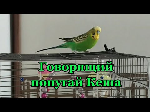 Говорящий Волнистый попугайчик