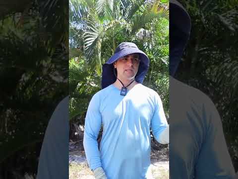 2025 Early harvest mango update