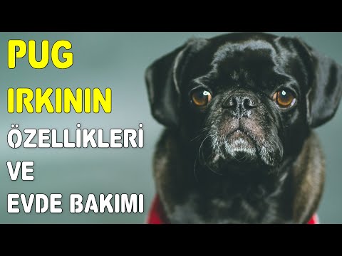 Video: Aşırı Köpek Barking Yasadışı mı?