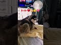 Rocky+Mira=💙😘😍🥰💞🐶☺️