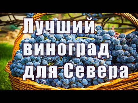 Лучший сорт винограда для выращивание на Севере в открытом грунте