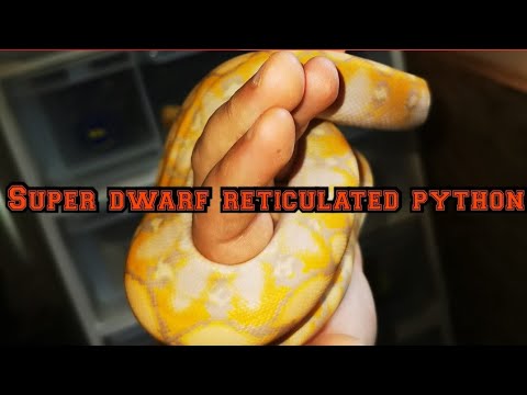2 year old super dwarf reticulated python growth rate