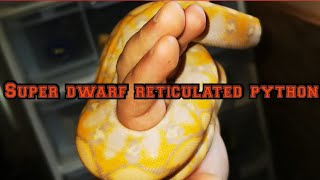 2 year old super dwarf reticulated python growth rate