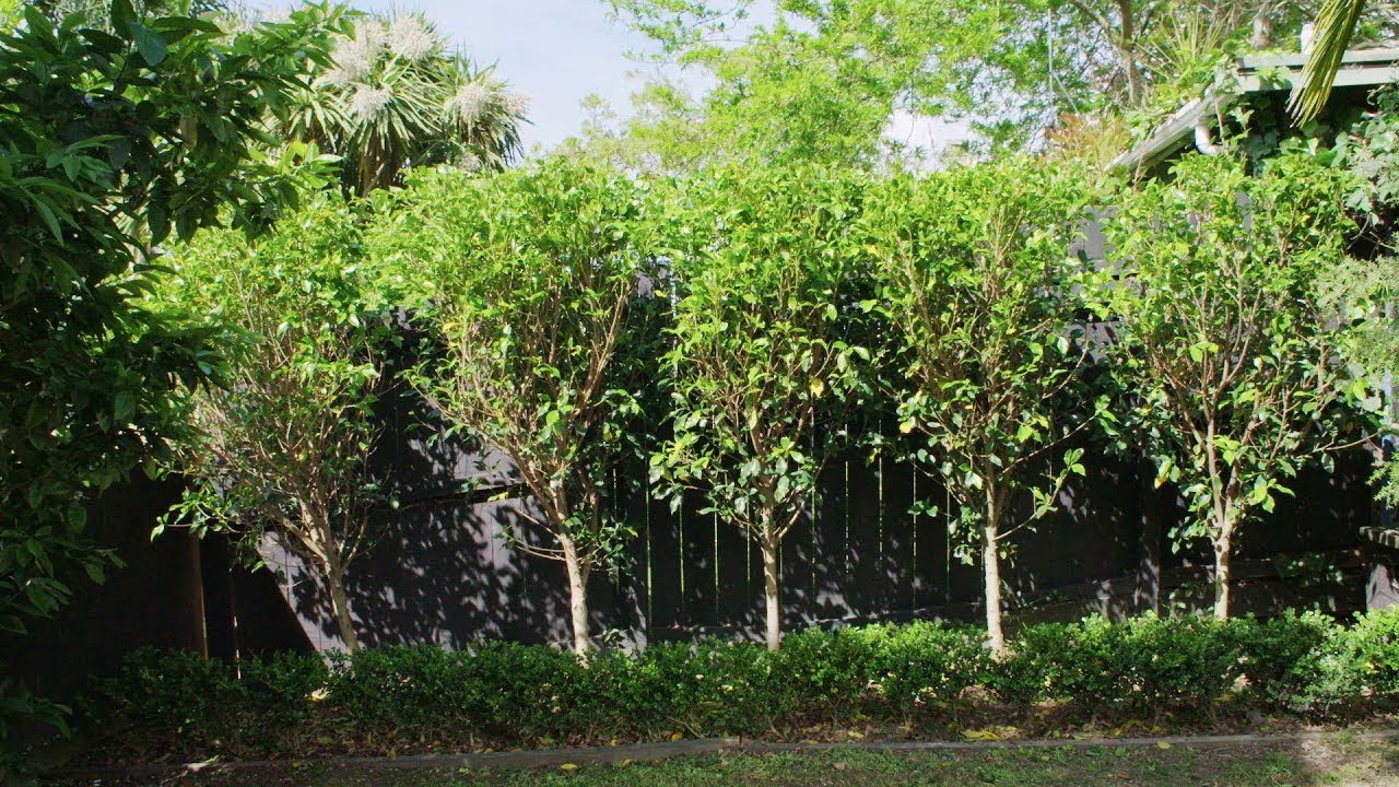 How to maintain your hedges - YouTube