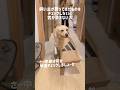 飼い主が買ってきたものをチェックしないと気が済まない犬★#shorts #labradorretriever #ラブラドールレトリバー #大型犬 #adidas #アウトレット