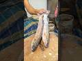 Very Tasty Parshe Fish Cutting Live In Bangladesh Fish Market | Fillet Fishing Cut