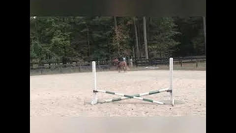 Paparazzi--Poppy jumping