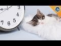 Why Your Cat Goes Crazy During Daylight Savings Time