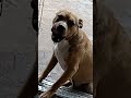 #bully #puppy #bullybully #bullybreed #dallasdogs #dog #comedy He won't come inside
