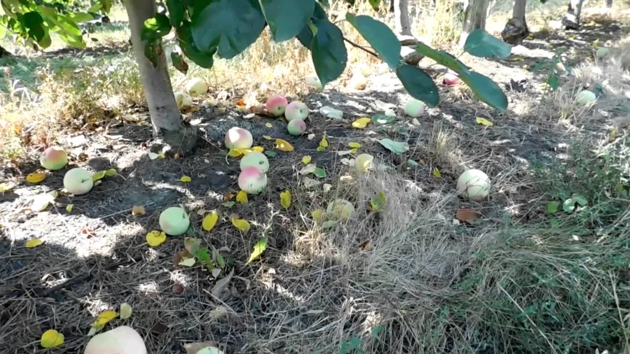 фото яблоки слава