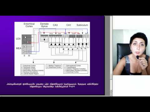 ჰიპოკამპალური ფორმაცია და მისი პროექციები, ლექცია4, ნაწილი3, ეკა ლეფსვერიძე, M005 2 05093