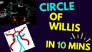 Circle of Willis?? Or a Polygon of Willis! @AirAnatomy_Doris