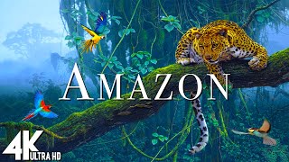 Amazon 4k - The World’s Largest Tropical Rainforest | Jungle Sounds | Scenic Relaxation Film