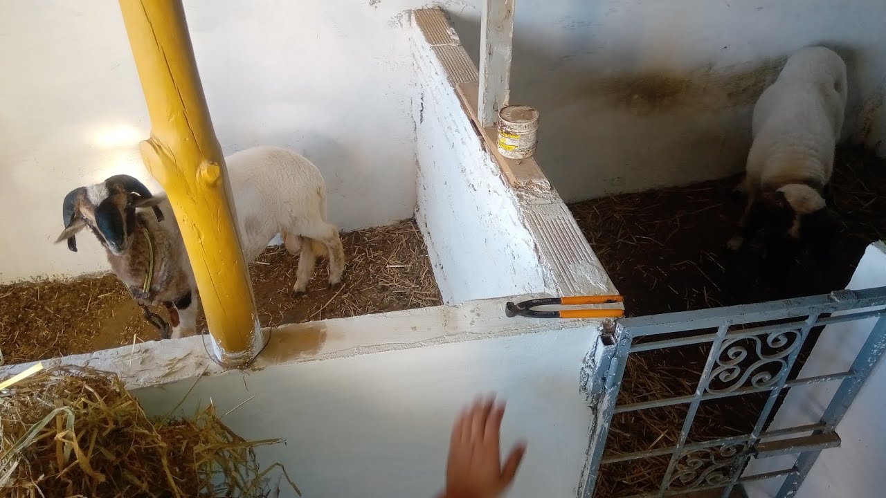 مخزن بعنوان هنا تصنع الأبطال 🏆 منزل بورڨيبة 🏆